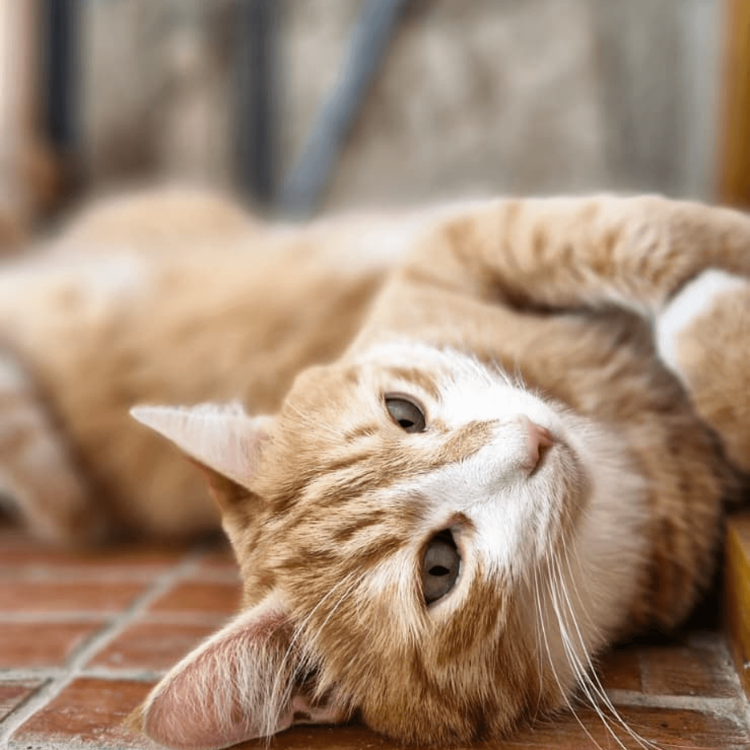 Séance d'ostéopathie sur un chat