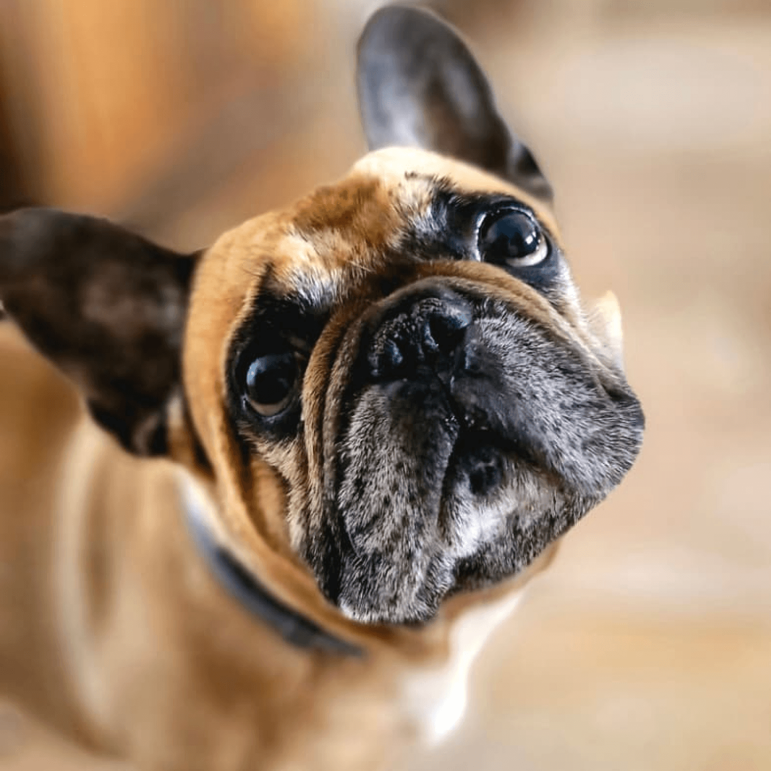 Séance d'ostéopathie sur un chien