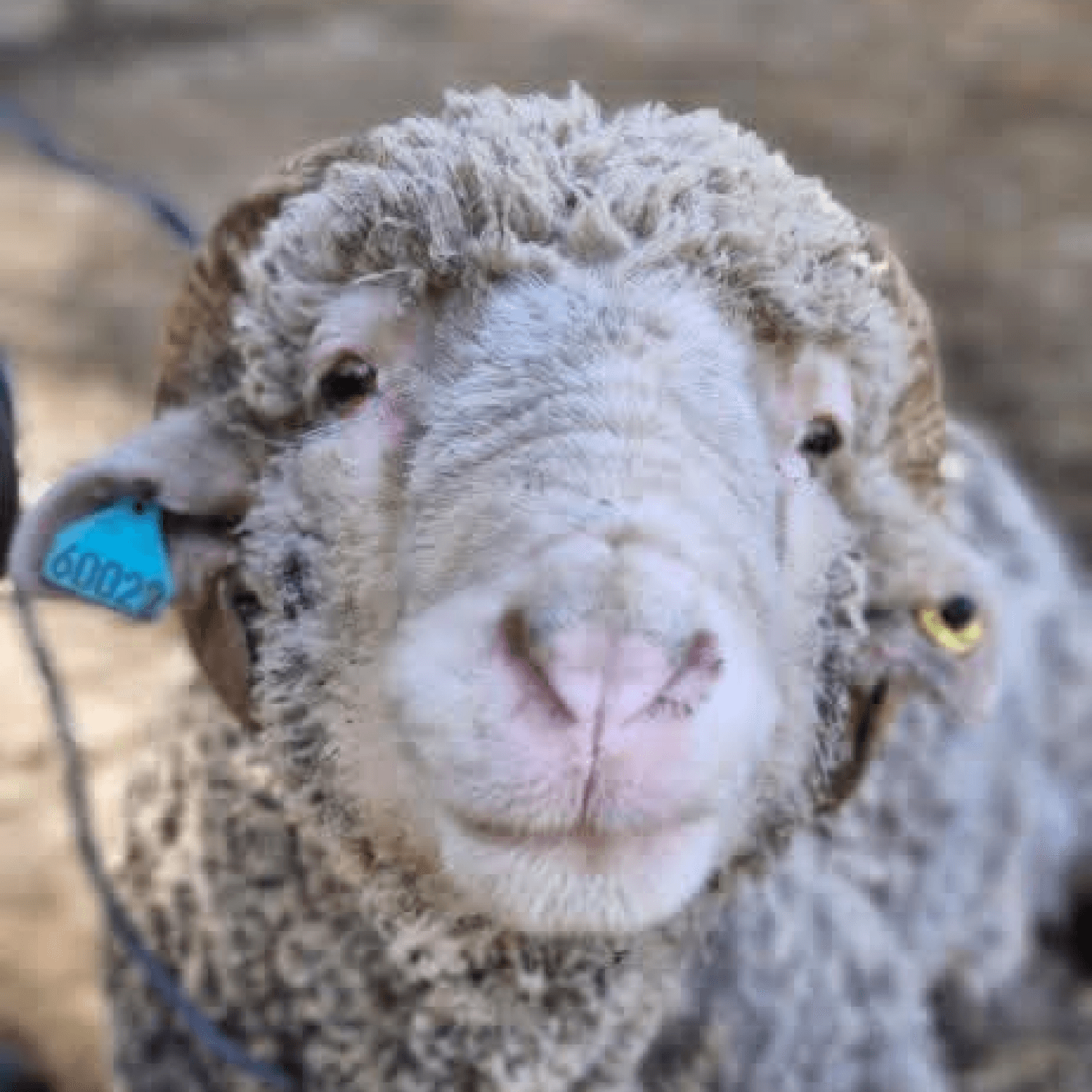 Séance d'ostéopathie sur un mouton