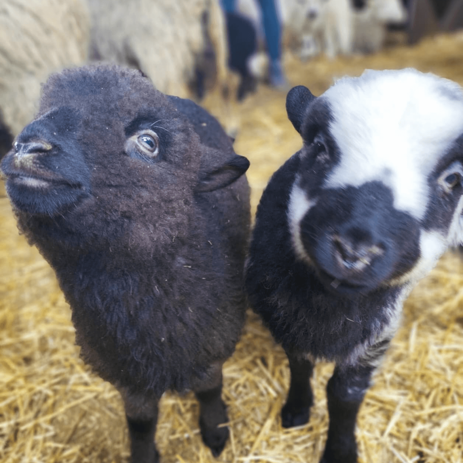 Séance d'ostéopathie sur un mouton