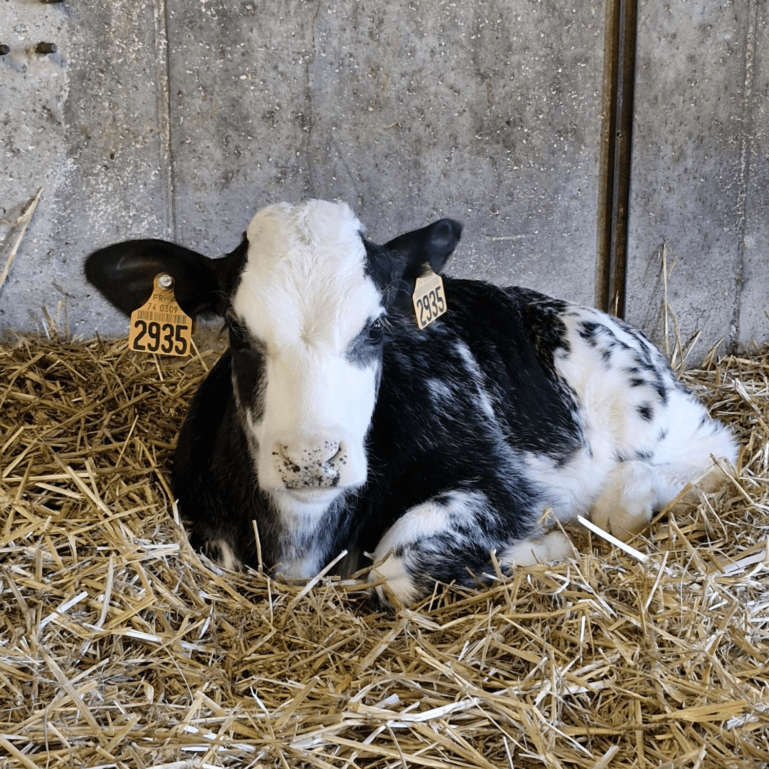 Séance d'ostéopathie sur une vache