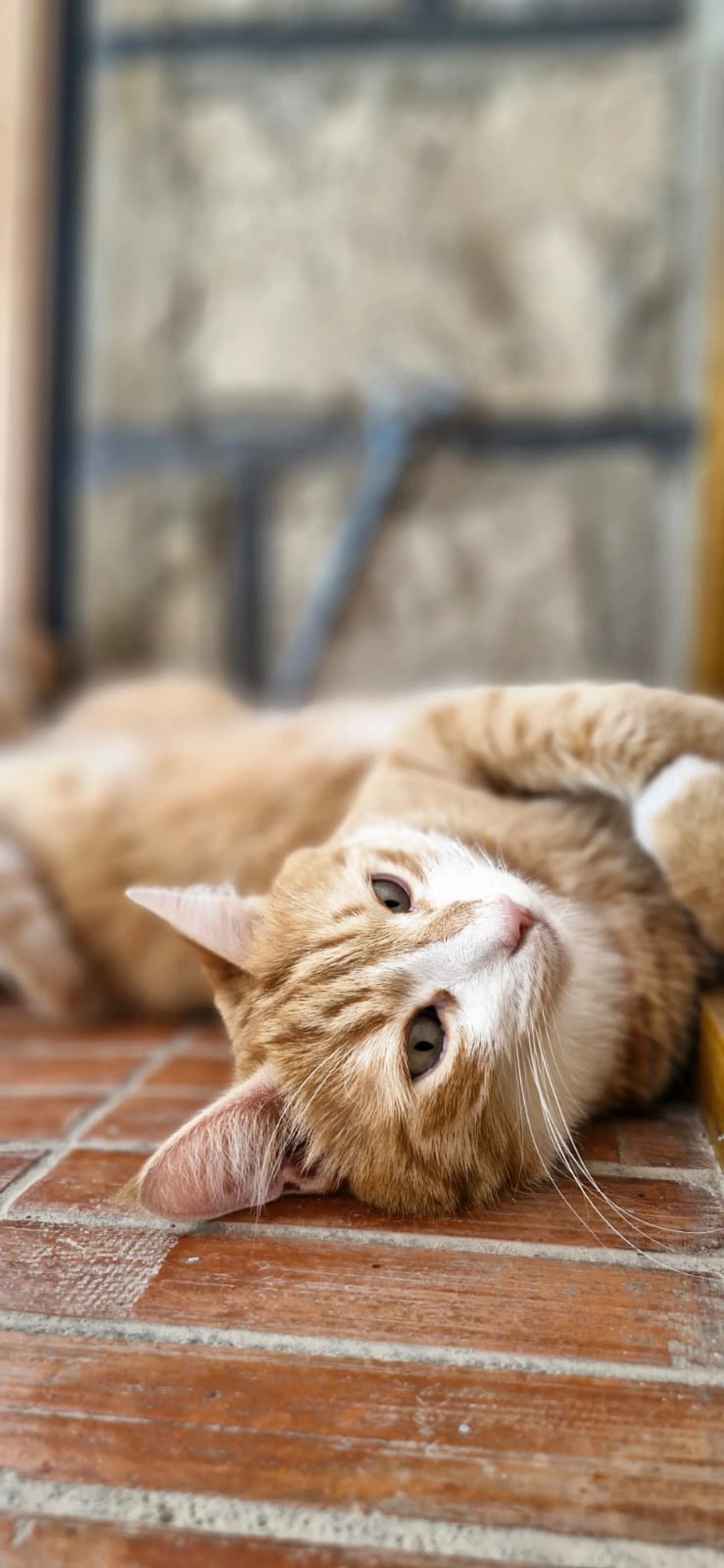 Chats
