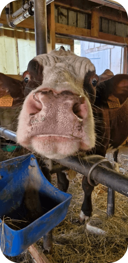Ruminants